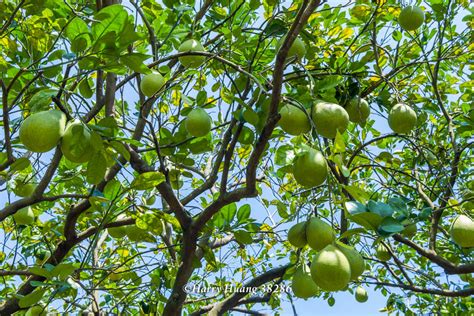 文旦樹剪枝影響花開|文旦果園夏季修剪技術(農業部全球資訊網)